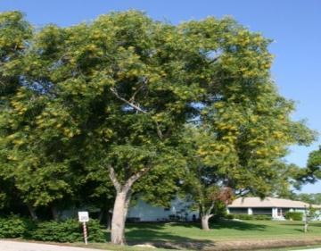árvore acacia